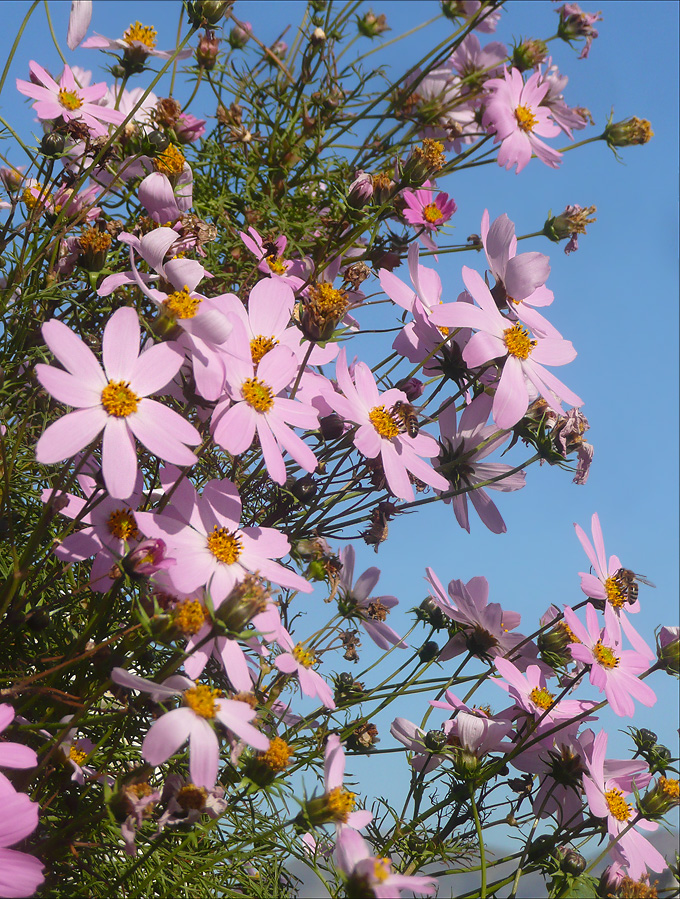 Image of Cosmos bipinnatus specimen.