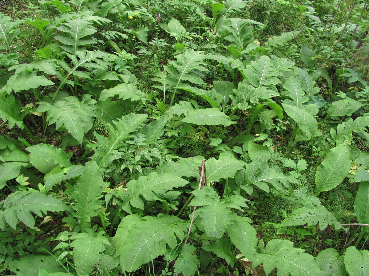 Image of Cirsium oleraceum specimen.