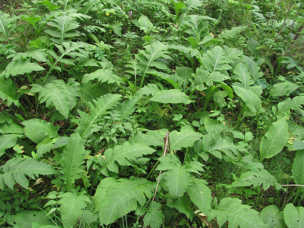 Изображение особи Cirsium oleraceum.