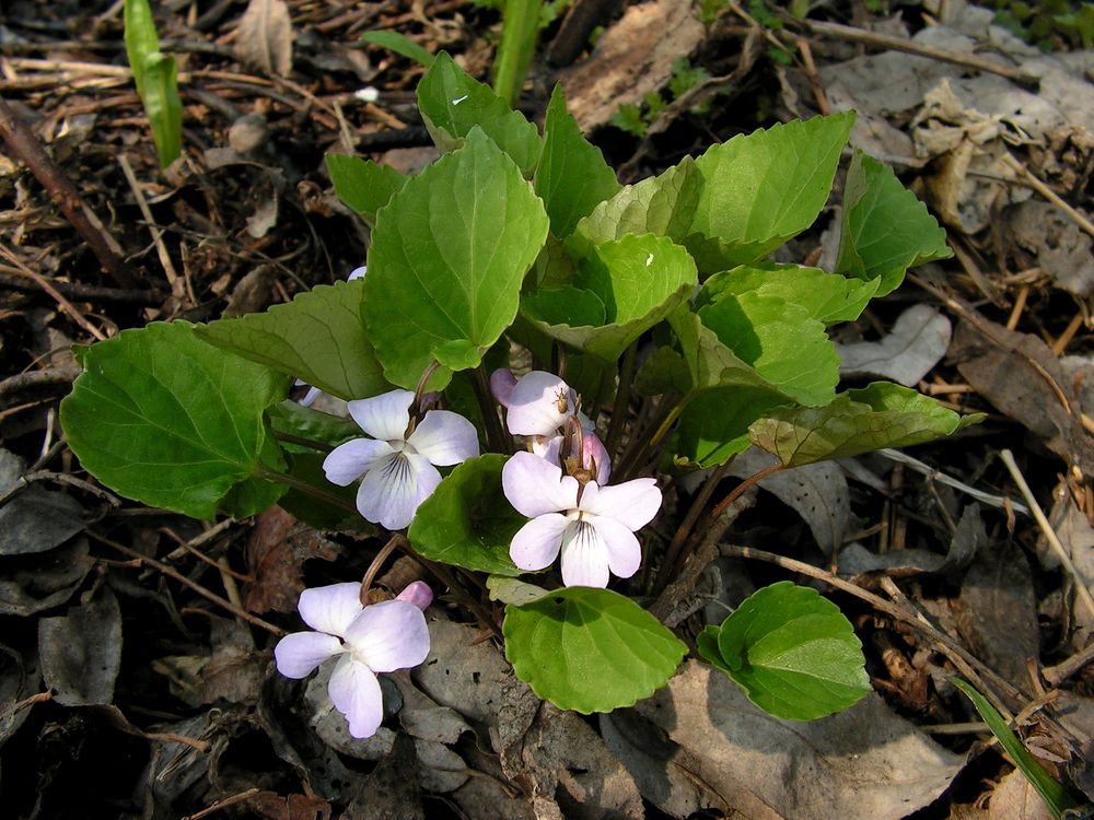 Image of genus Viola specimen.