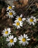 Pyrethrum parthenifolium