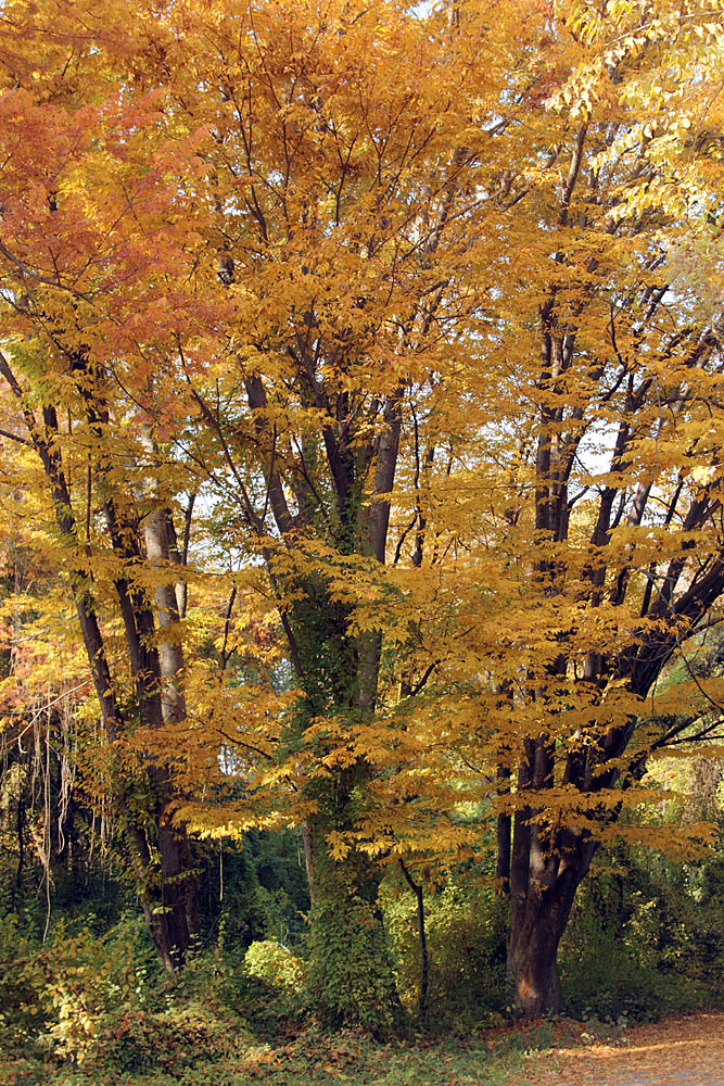 Изображение особи Zelkova schneideriana.