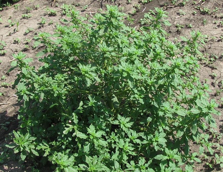 Изображение особи Amaranthus albus.