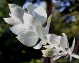 род Eucalyptus