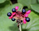 Paeonia daurica