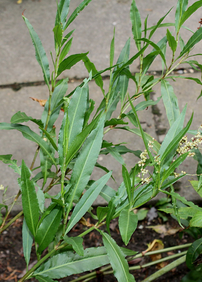 Изображение особи Rumex triangulivalvis.