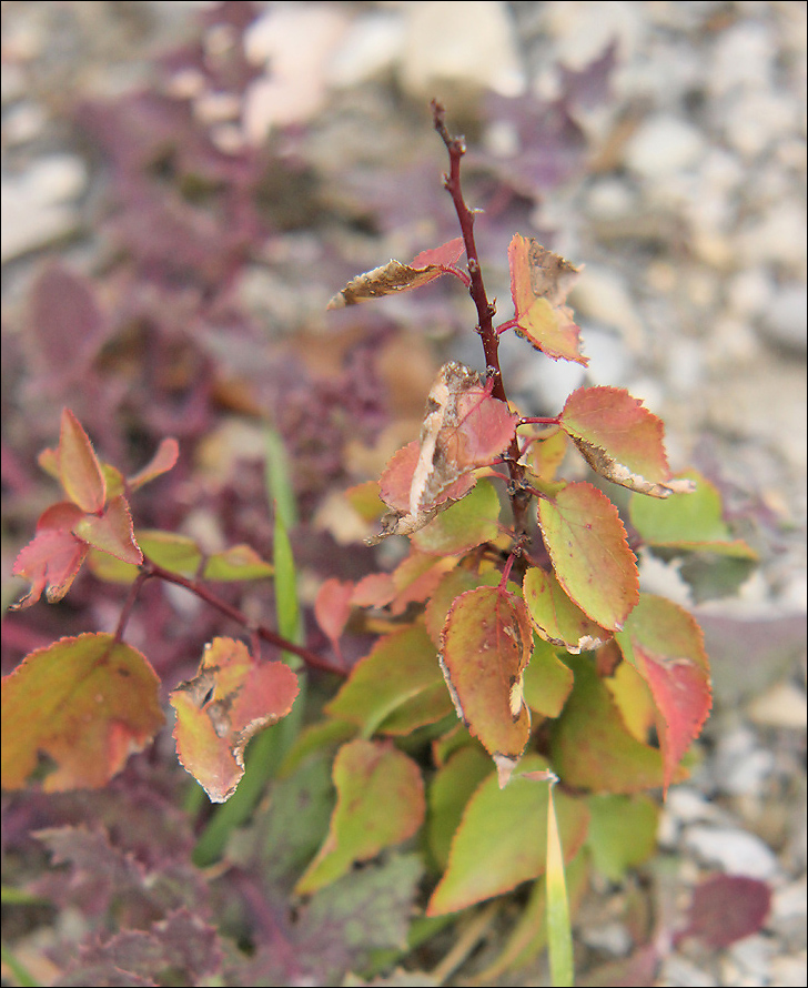 Image of Armeniaca vulgaris specimen.