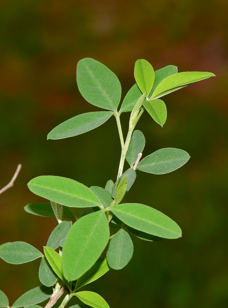 Изображение особи Anagyris foetida.