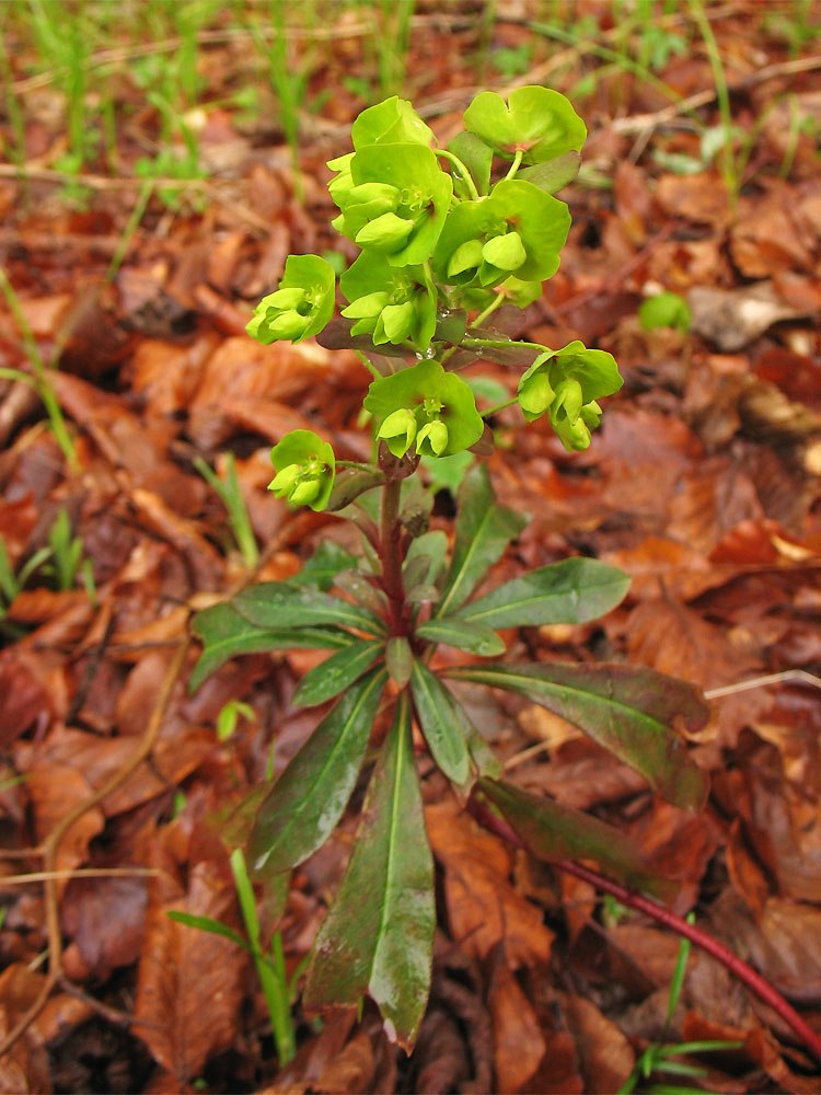 Изображение особи Euphorbia amygdaloides.