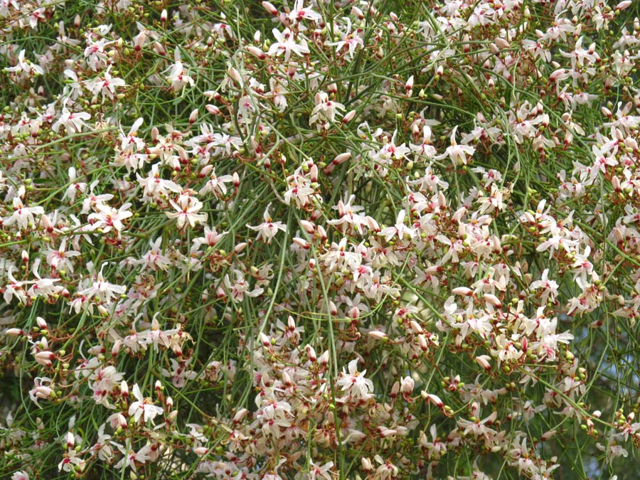 Image of Moringa peregrina specimen.