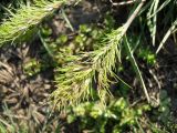 Poa bulbosa ssp. vivipara