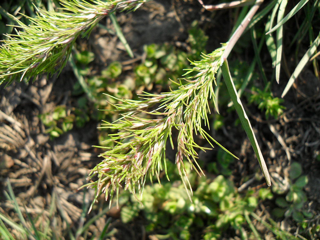 Изображение особи Poa bulbosa ssp. vivipara.