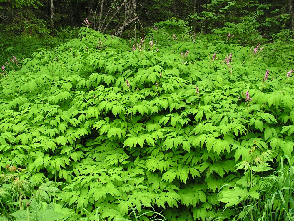 Image of Corydalis multiflora specimen.