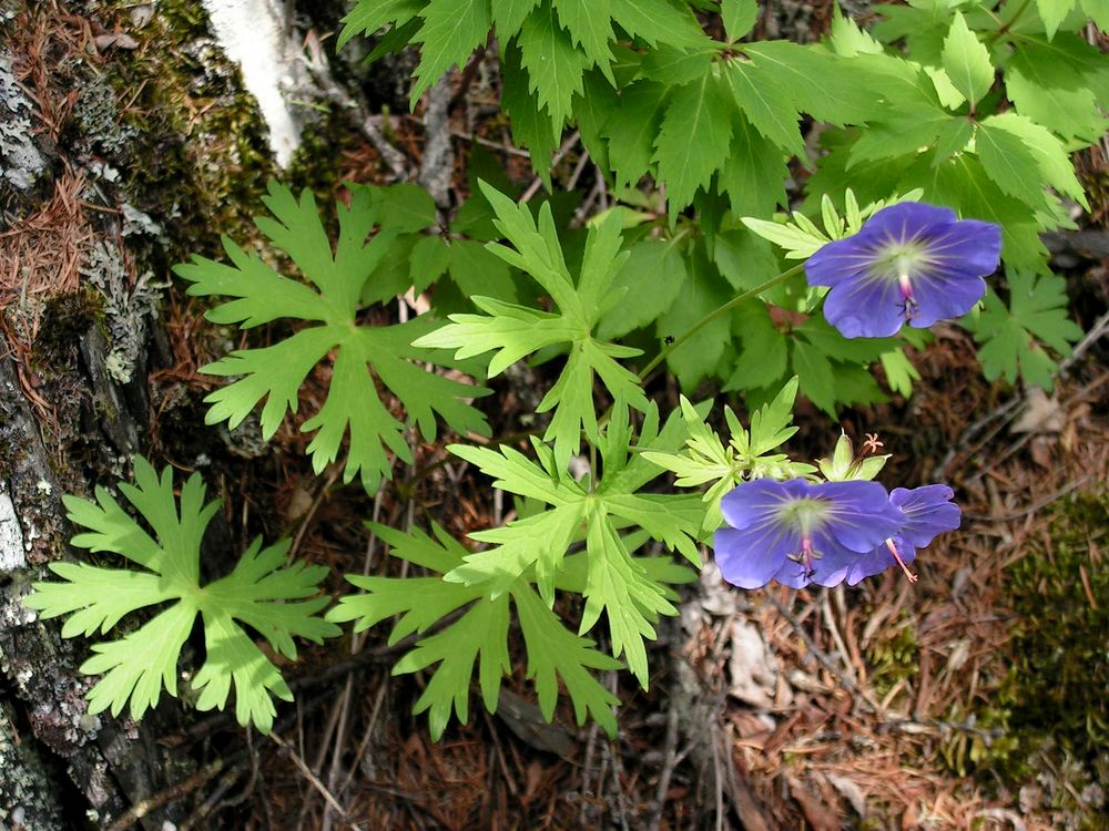 Image of Geranium erianthum specimen.