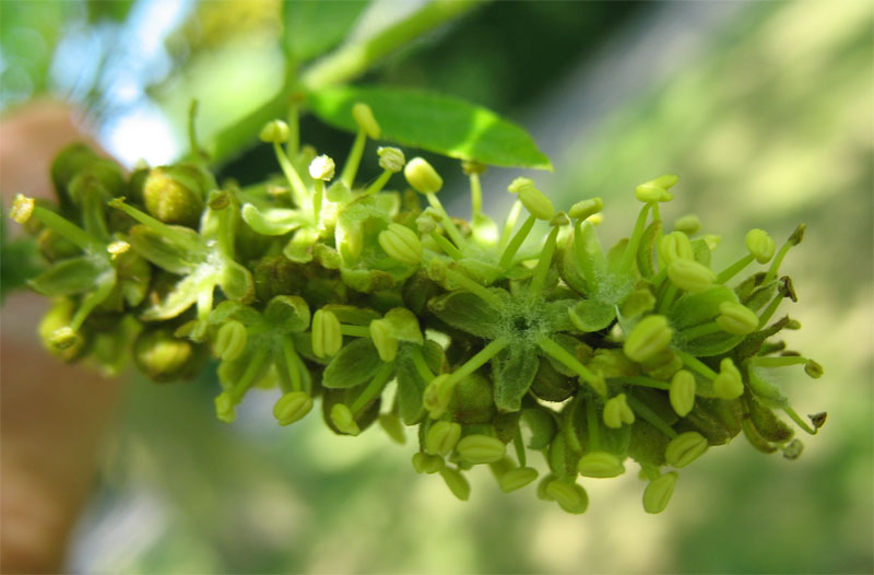 Image of Gleditsia triacanthos specimen.