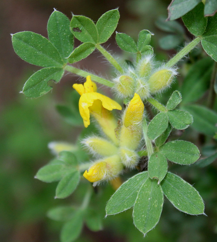 Изображение особи Chamaecytisus austriacus.