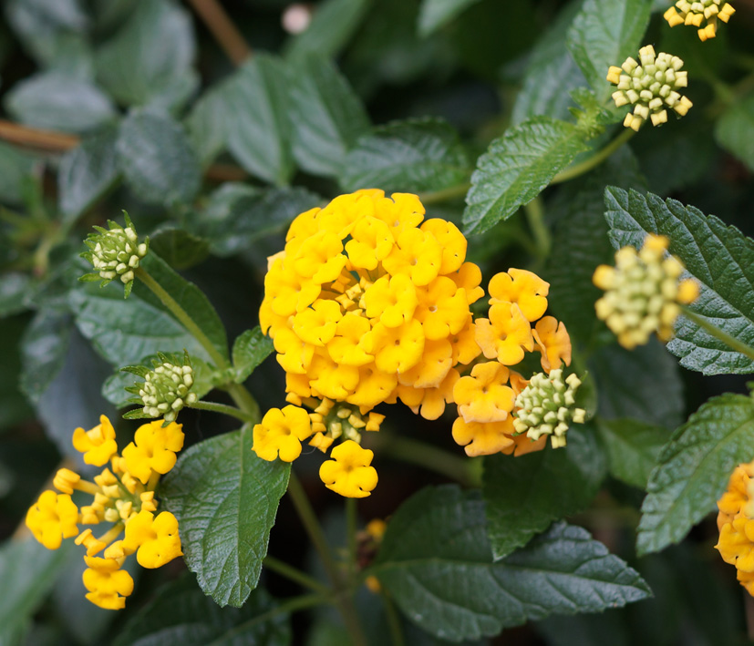 Image of Lantana camara specimen.