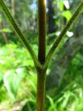 Phlomoides tuberosa