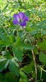 Geranium sylvaticum