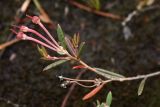 Andromeda polifolia. Верхушка плодоносящего растения. Окр. Мурманска, конец августа.