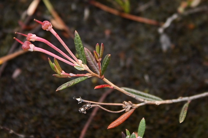 Изображение особи Andromeda polifolia.