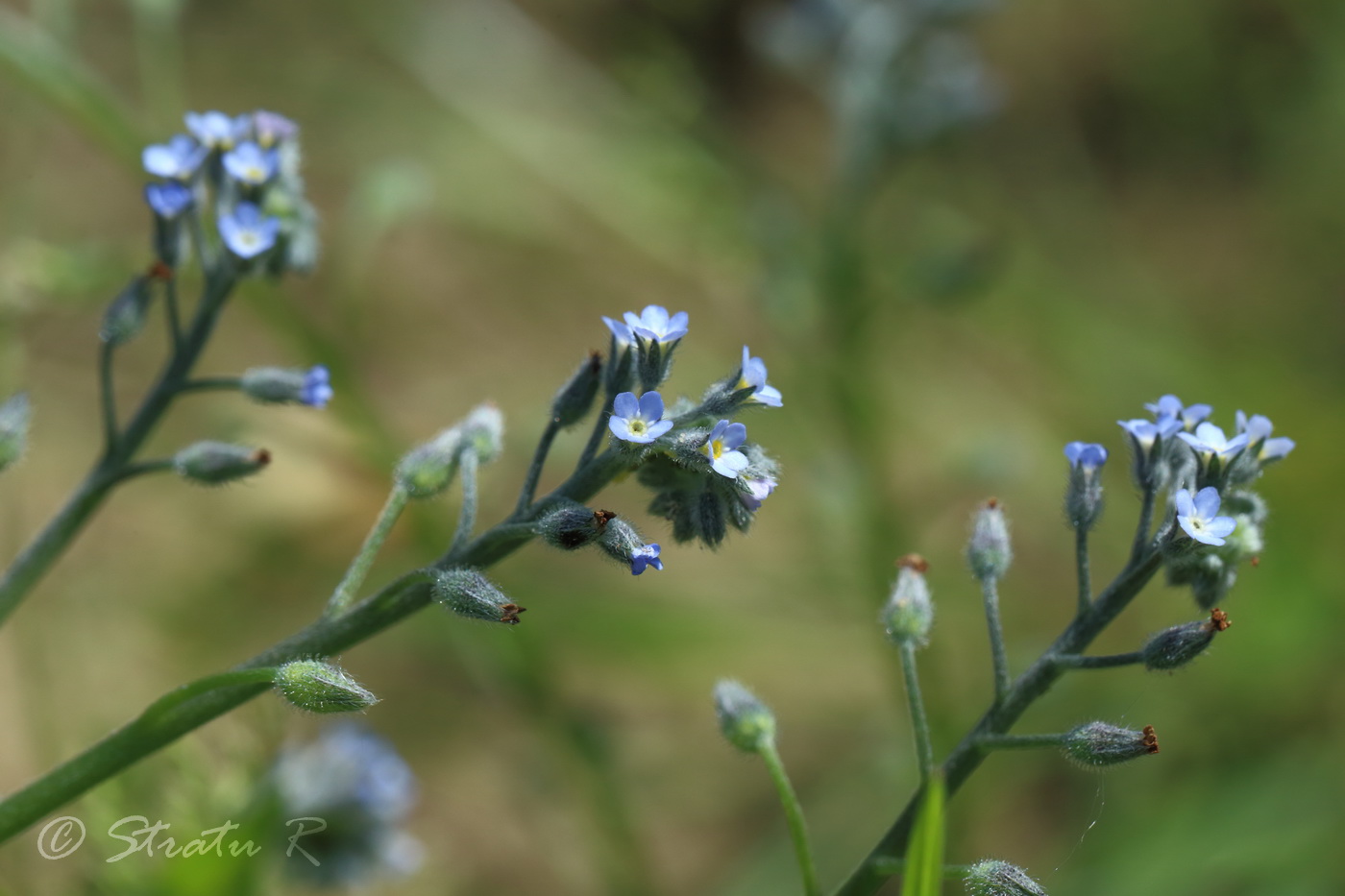 Image of Myosotis arvensis specimen.