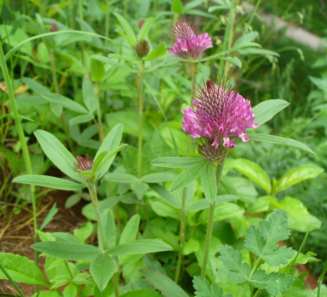 Изображение особи Trifolium alpestre.