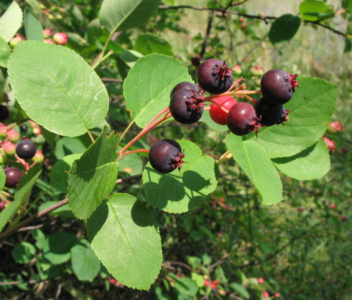 Изображение особи Amelanchier spicata.