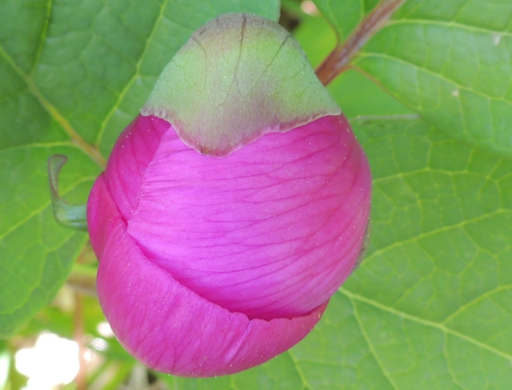 Image of Paeonia obovata specimen.