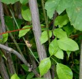 Staphylea trifolia