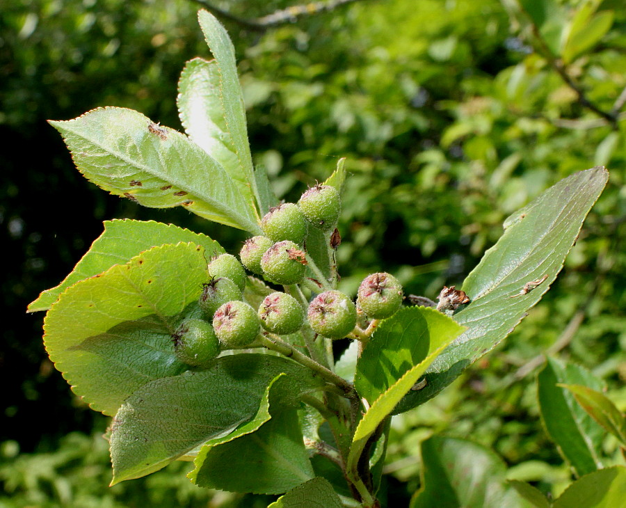 Image of Aronia melanocarpa specimen.