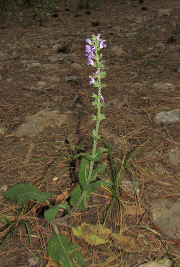 Image of Salvia virgata specimen.