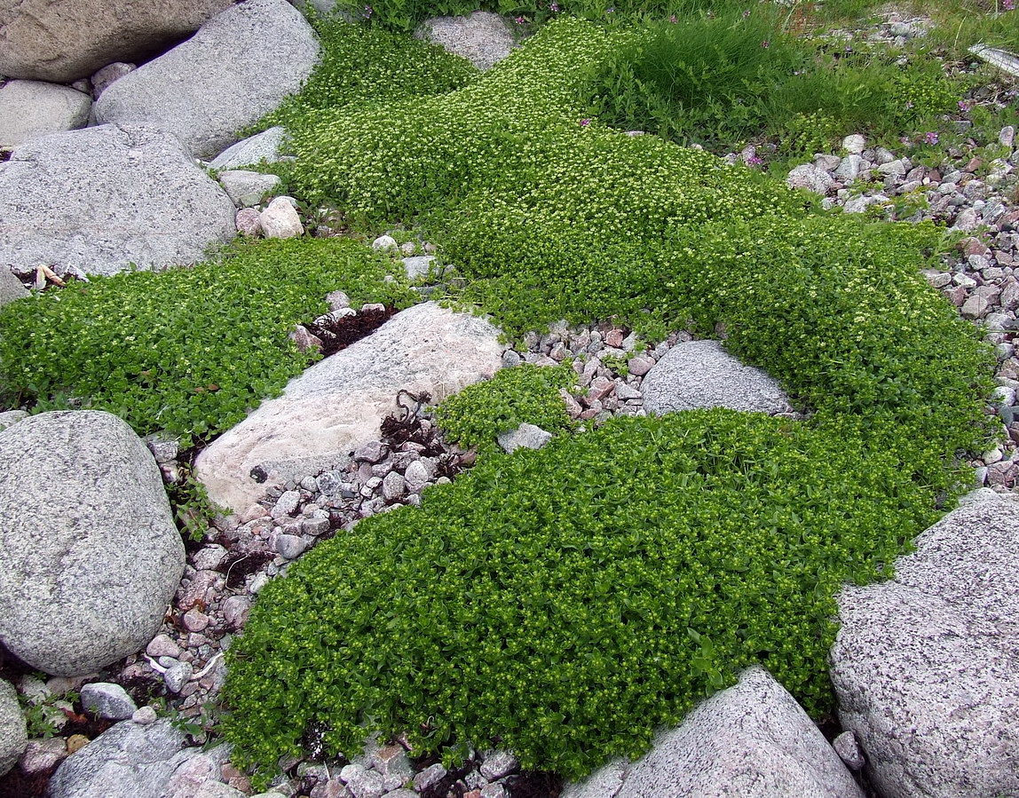 Изображение особи Honckenya peploides ssp. diffusa.