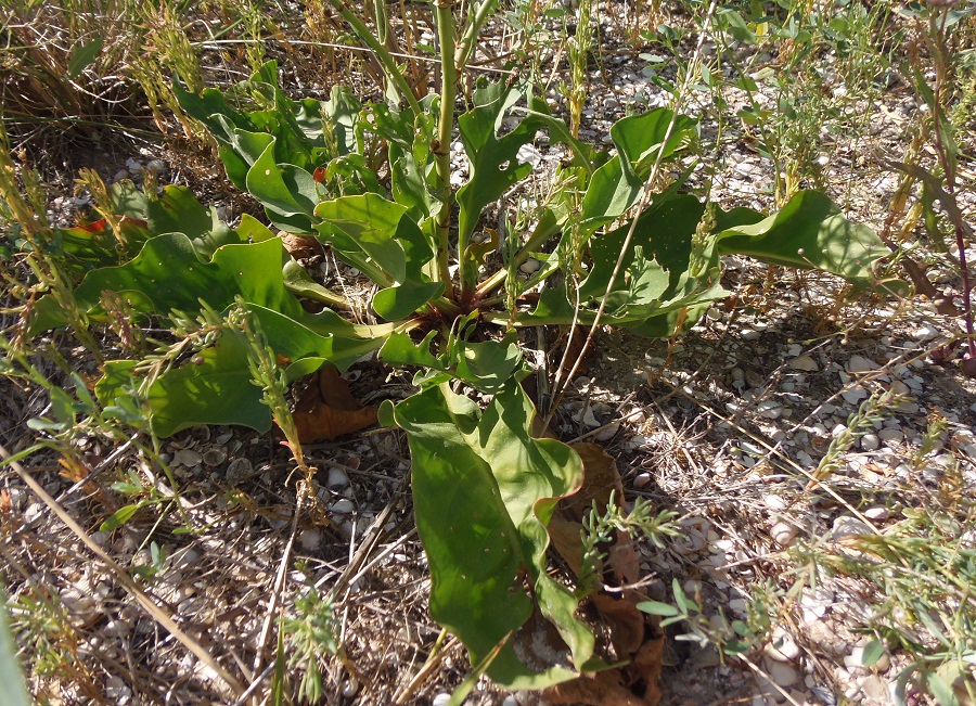 Изображение особи Limonium gmelinii.