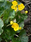 Caltha palustris