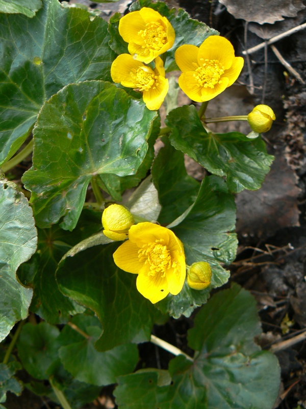 Изображение особи Caltha palustris.