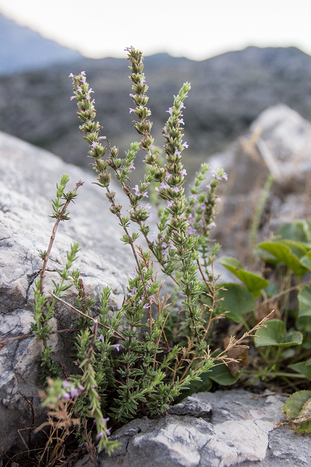 Image of Micromeria graeca specimen.