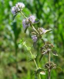 Mentha pulegium