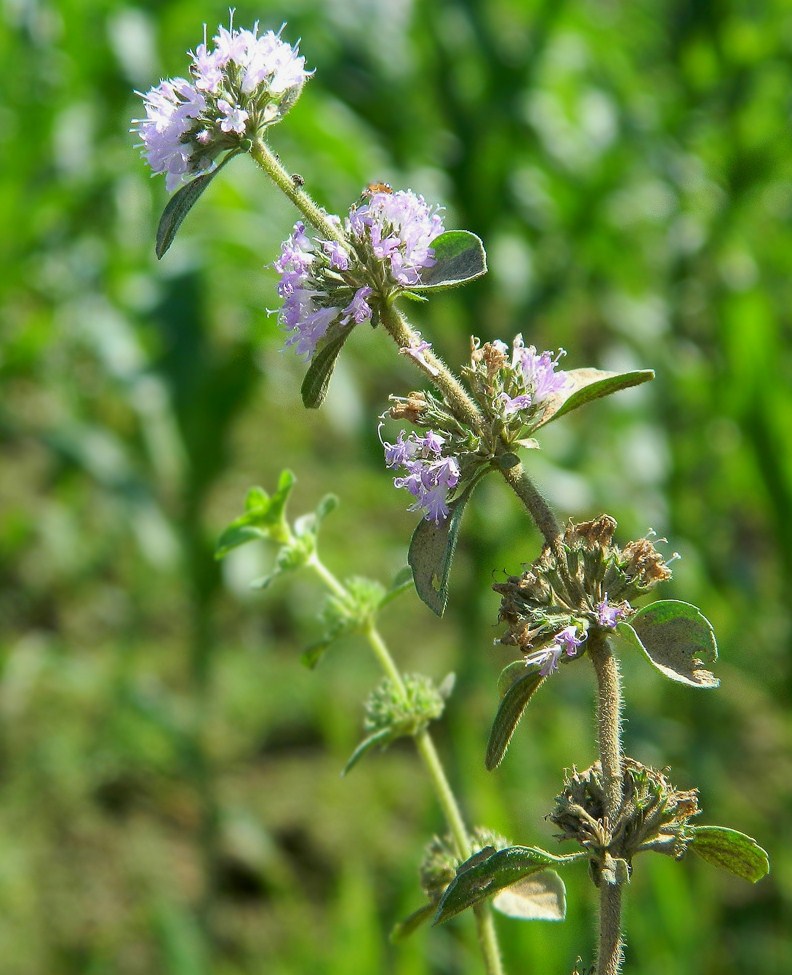 Image of Mentha pulegium specimen.