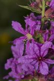 Lythrum salicaria. Часть соцветия. Саратов, Октябрьское ущелье. 13.09.2014.