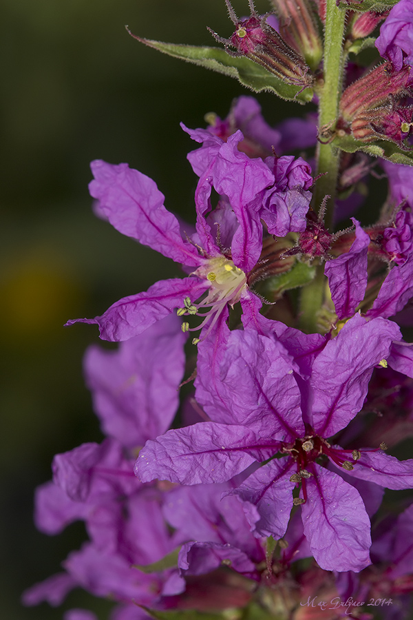 Image of Lythrum salicaria specimen.