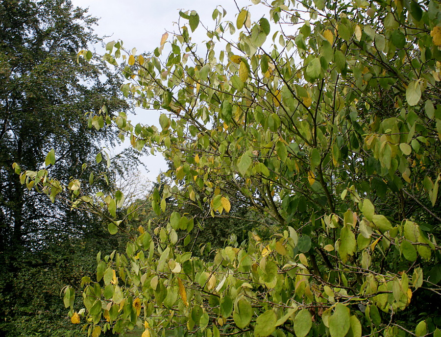 Image of Sinowilsonia henryi specimen.