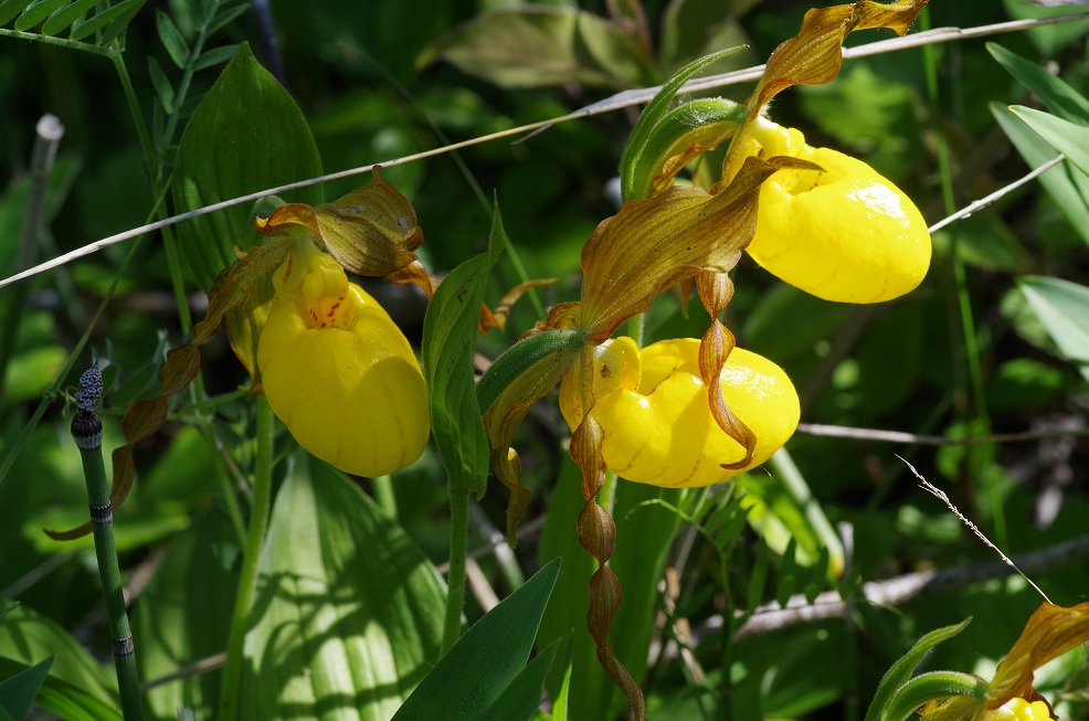 Image of Cypripedium parviflorum var. pubescens specimen.