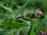 Lythrum salicaria