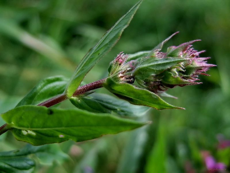 Изображение особи Lythrum salicaria.