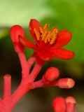 Jatropha podagrica