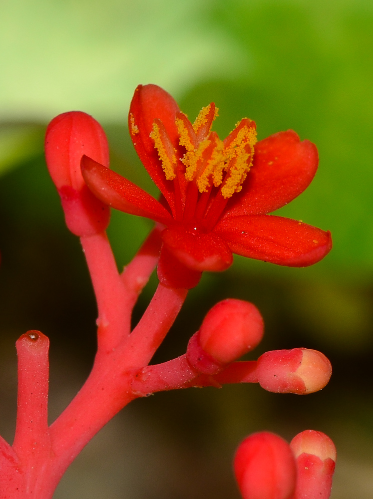 Изображение особи Jatropha podagrica.