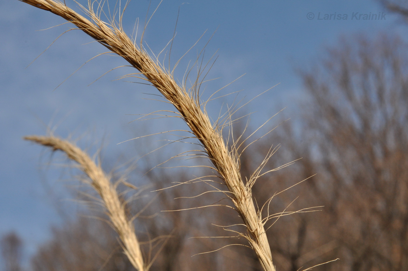 Изображение особи род Elymus.