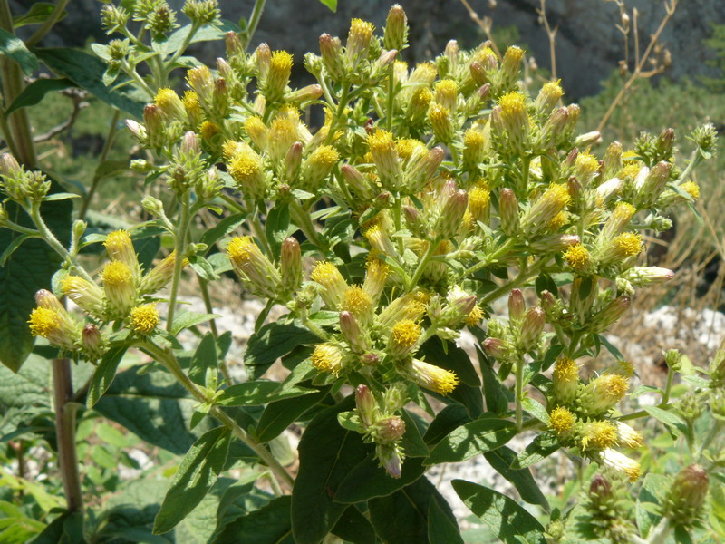 Изображение особи Inula conyza.