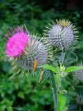 genus Cirsium